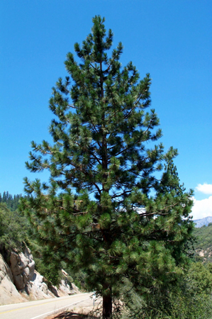 Tree 8