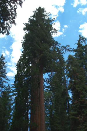 Tree 9