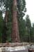 Tree 2