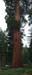 Tree 3