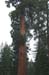 Tree 4