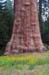 Tree 5