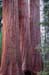 Tree 6