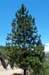 Tree 8