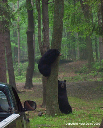 Bears 1