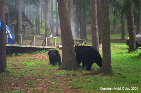 Bears 11