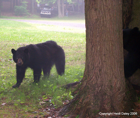 Bears 12