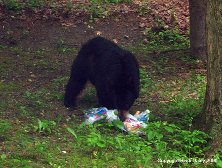 Bears 2