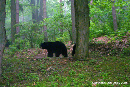 Bears 3