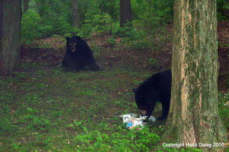 Bears 4
