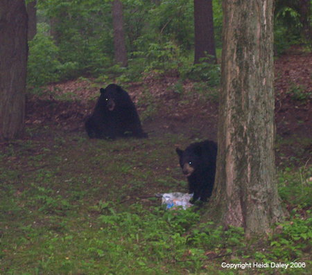 Bears 5