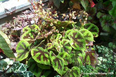Crinkle Leaves at Birkshire Botanical Garden