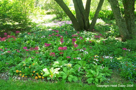 Flower Bed 2 at Birkshire Botanical Garden