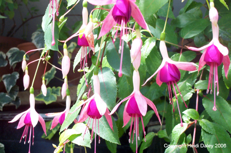 Flowers 1 at Birkshire Botanical Garden