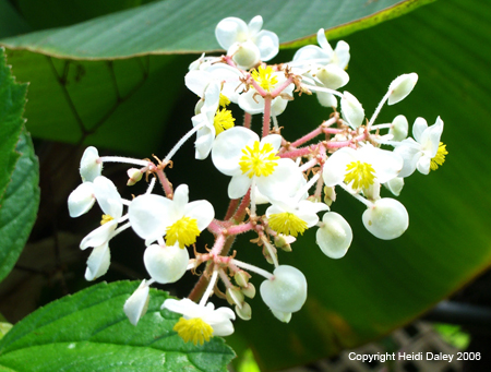Flowers 4 at Birkshire Botanical Garden