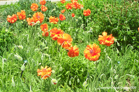 Poppies at Birkshire Botanical Garden