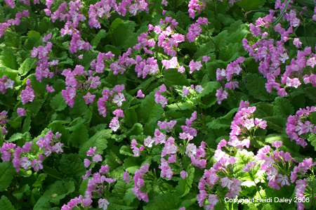Purple Flowers at Birkshire Botanical Garden