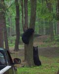 Bears 1