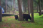 Bears 11