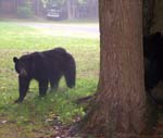 Bears 12