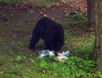 Bears 2