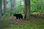 Bears 3