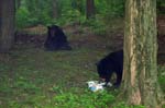 Bears 4