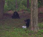 Bears 5