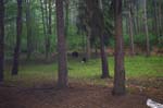 Bears 6