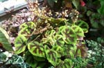 Crinkle Leaves at Birkshire Botanical Garden