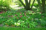 Flower Bed 2 at Birkshire Botanical Garden