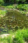 Pond 3 at Birkshire Botanical Garden