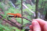 Salamander