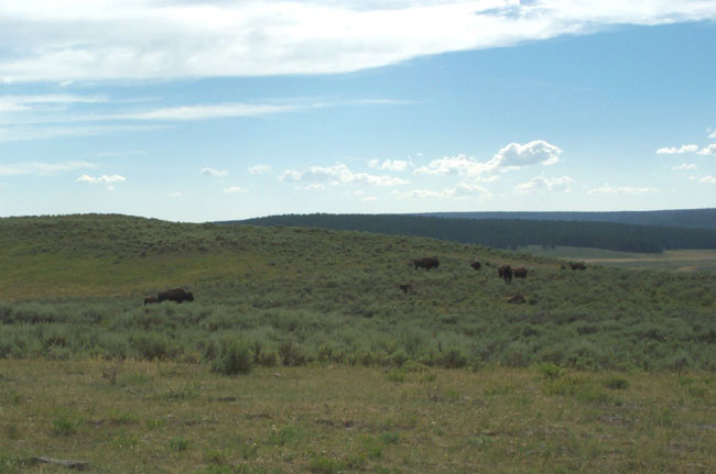 Bison