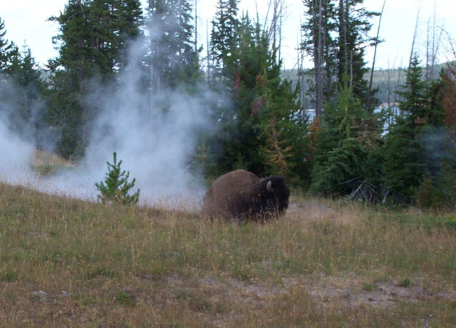 Bison
