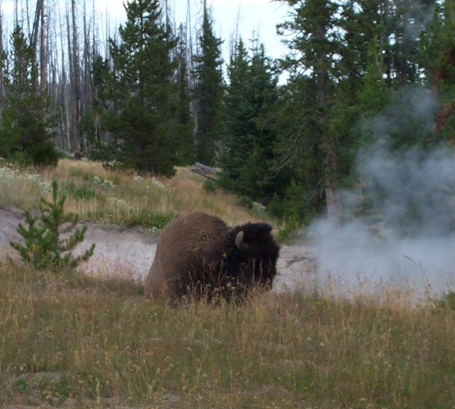 Bison