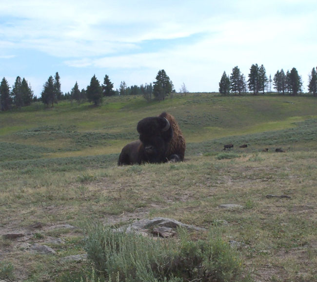 Bison