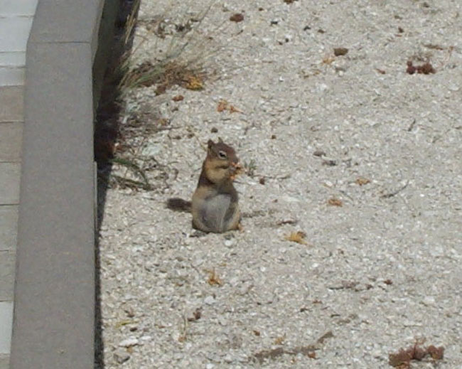 Chipmunk