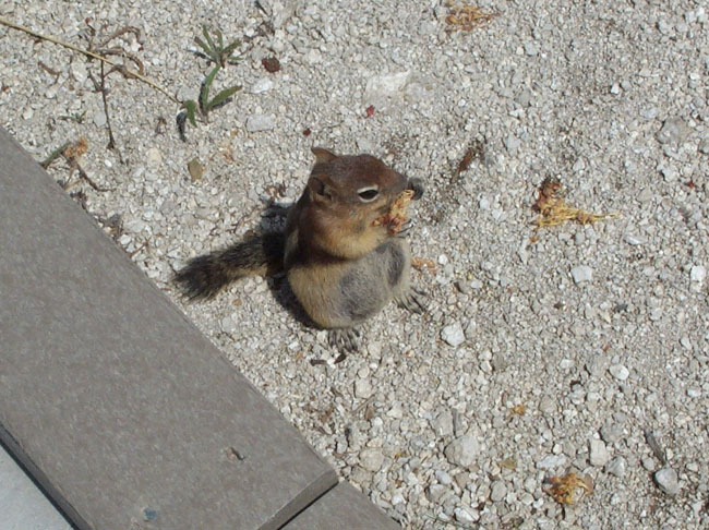 Chipmunk
