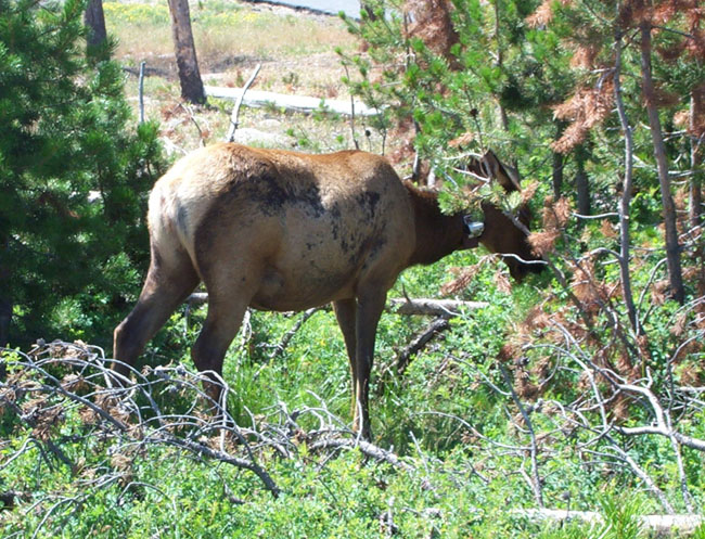 Deer