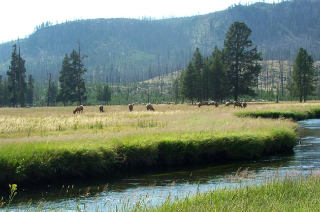Elk