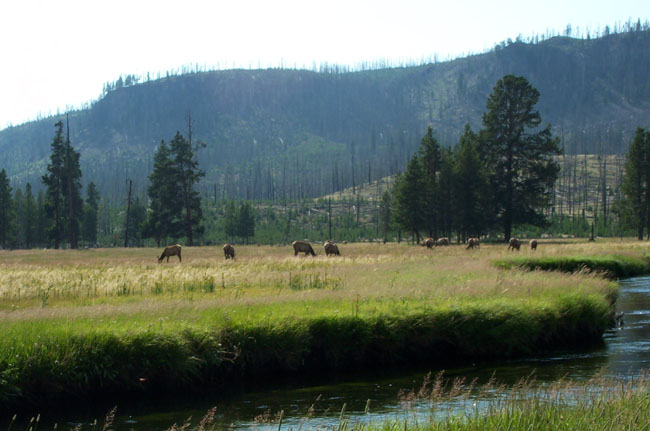 Elk