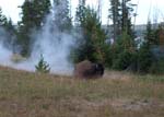 Bison