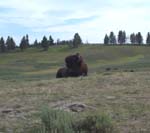 Bison