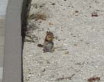 Chipmunk