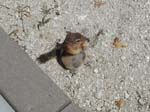 Chipmunk