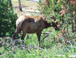 Deer