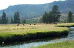 Elk