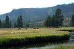 Elk