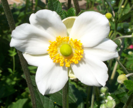 Flower